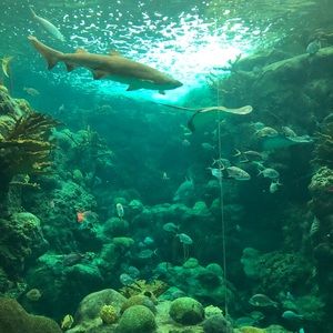 Meet your Posher, Rosie